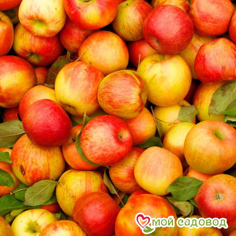 Яблоня Чемпион