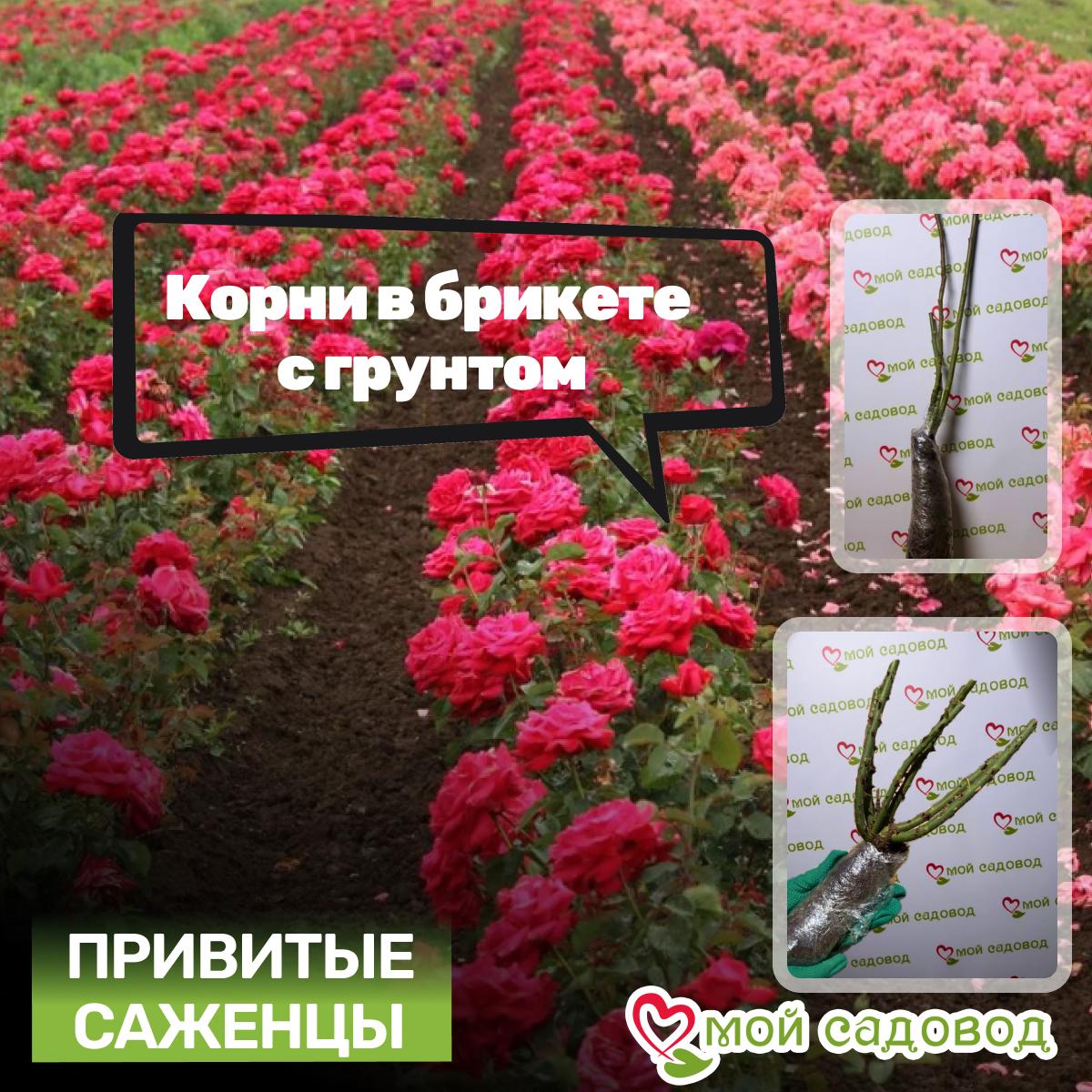 Роза Платинум