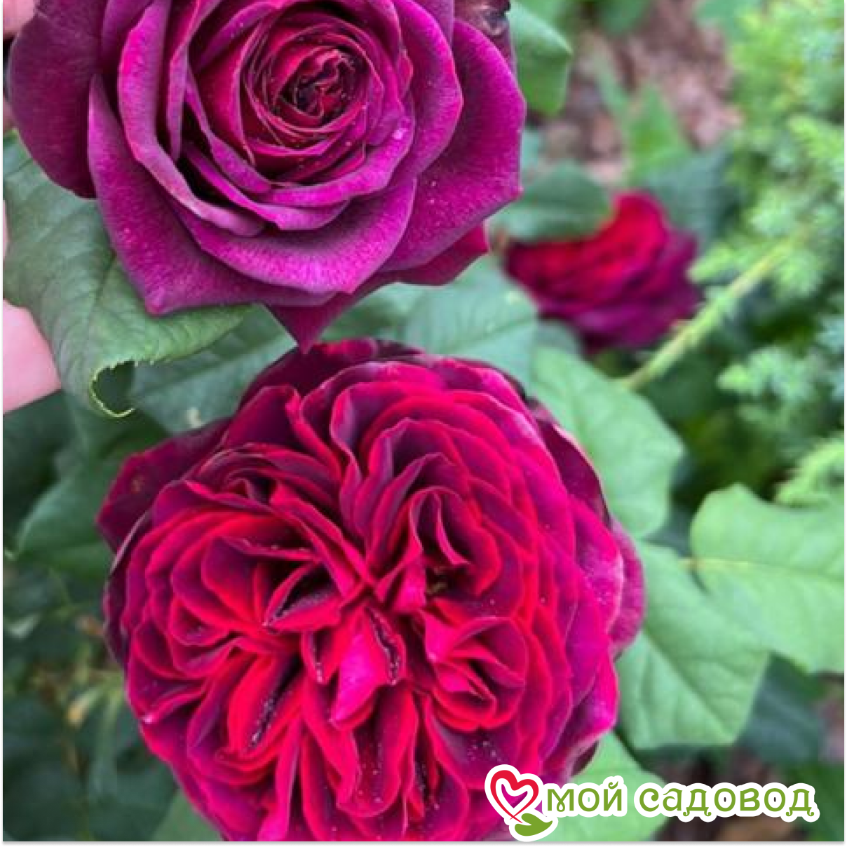 Роза Астрид Графин фон Харденберг кустарниковая