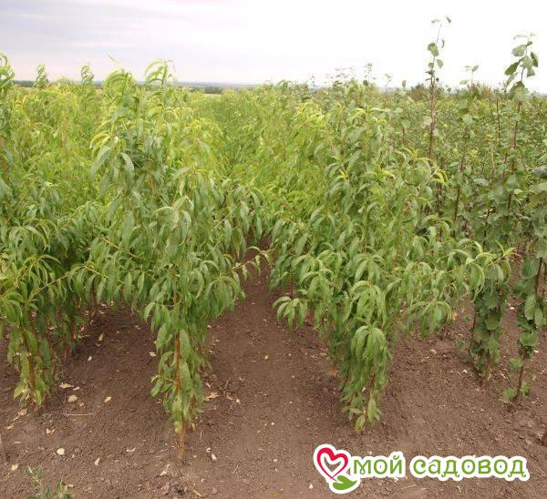 Персик Сноу Кинс колонновидный